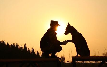 戊戌年话忠犬 搜救英雄炼成记